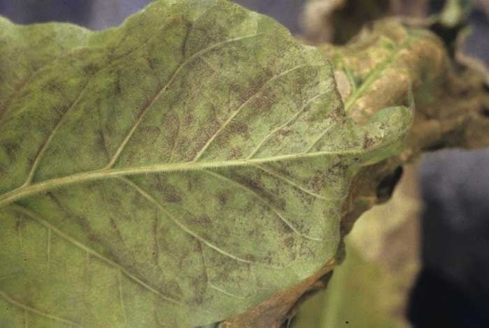 Peronospora hyoscyami f.sp. tabacina Tobacco Peronospora hyoscyami fsp tabacina mildew