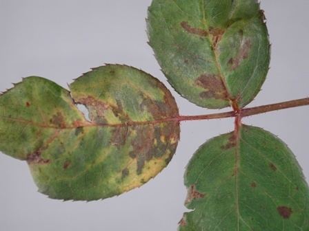 Peronospora sparsa Oregon State University Plant Clinic