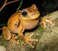 Peron's tree frog httpsuploadwikimediaorgwikipediacommonsthu
