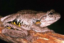 Peron's tree frog Frogs of Australia gt Litoria peroni Peron39s Tree Frog