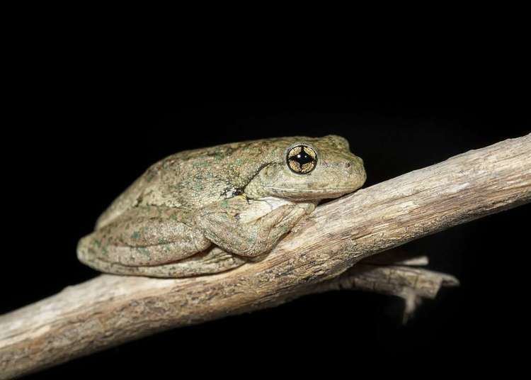 Peron's tree frog Persons Tree Frog Habitat Diet amp Reproduction Sydney