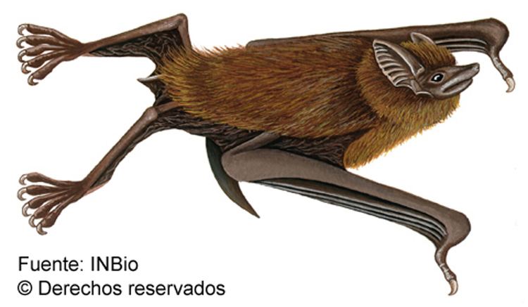 Peropteryx Species Sheet Mammals39Planet