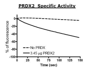 Peroxiredoxin 2 Recombinant human Peroxiredoxin 2 protein ab79947