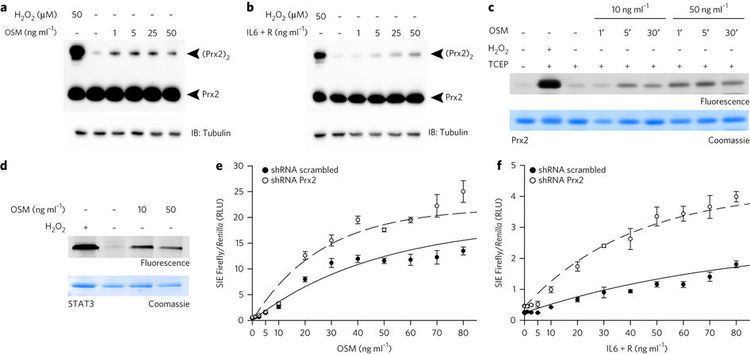 Peroxiredoxin 2 IL6type cytokines induce Prx2 and STAT3 oxidation Peroxiredoxin