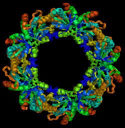 Peroxiredoxin 2 Peroxiredoxin 2 Wikipedia