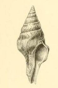 Perrona subspirata