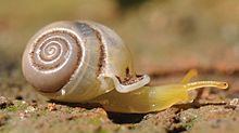 Perrottetia (gastropod) httpsuploadwikimediaorgwikipediacommonsthu