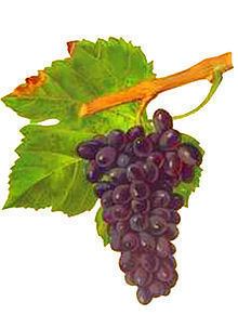 Persan (grape) httpsuploadwikimediaorgwikipediacommonsthu