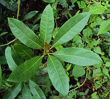 Persea macrantha httpsuploadwikimediaorgwikipediacommonsthu