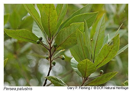 Persea palustris Digital Atlas of the Virginia Flora Persea palustris Raf Sarg