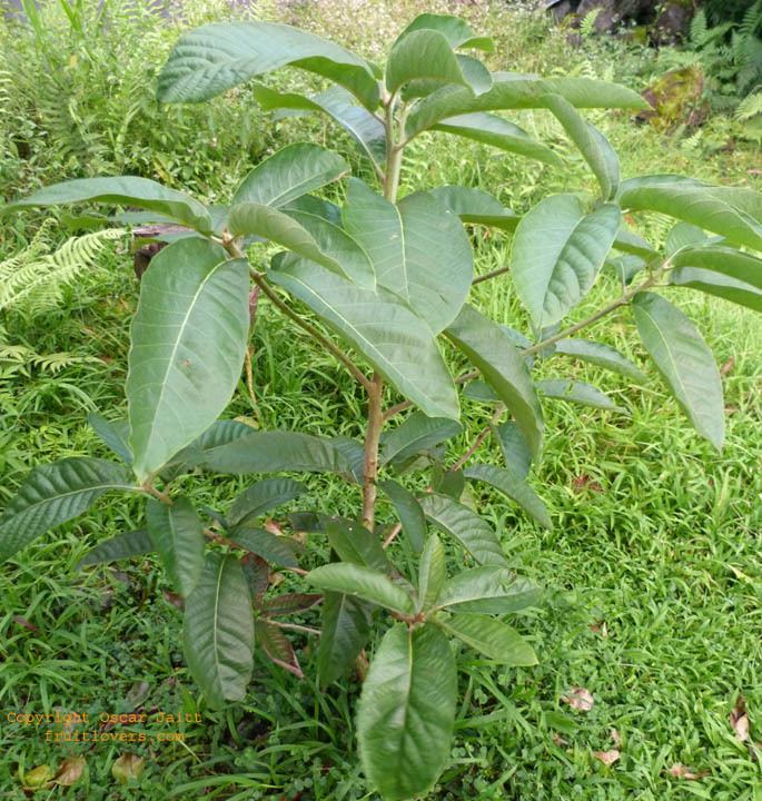 Persea schiedeana Growing Chucte Persea schiedeana Relative of Avocado