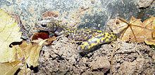 Persian brook salamander httpsuploadwikimediaorgwikipediacommonsthu