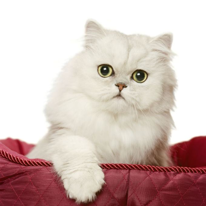 Persian Cat Alchetron The Free Social Encyclopedia