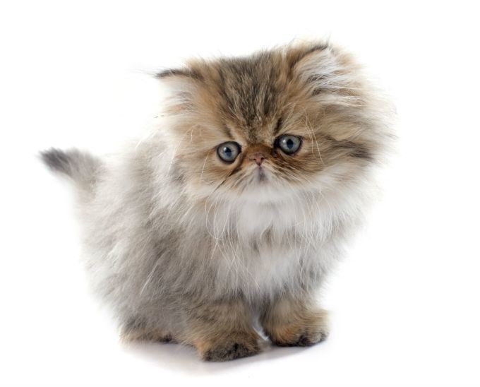 Persian cat Persian Cat Breed Information Pictures Characteristics amp Facts