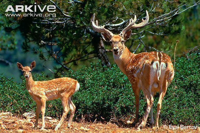 Persian fallow deer Persian fallow deer photo Dama mesopotamica G82138 ARKive