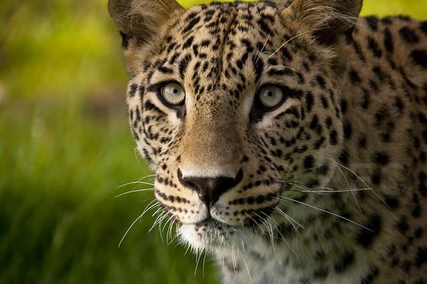 Persian leopard Forgotten Species Persian Leopard