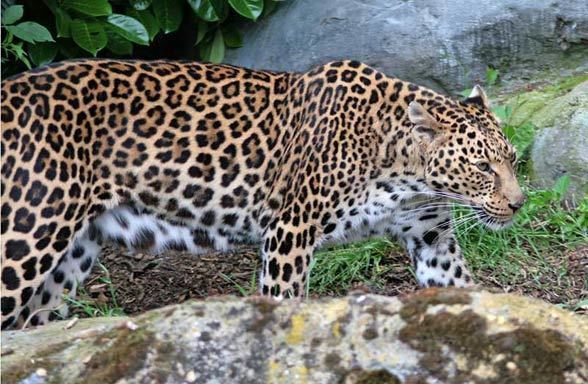 Persian leopard Persian leopard the largest leopard DinoAnimalscom