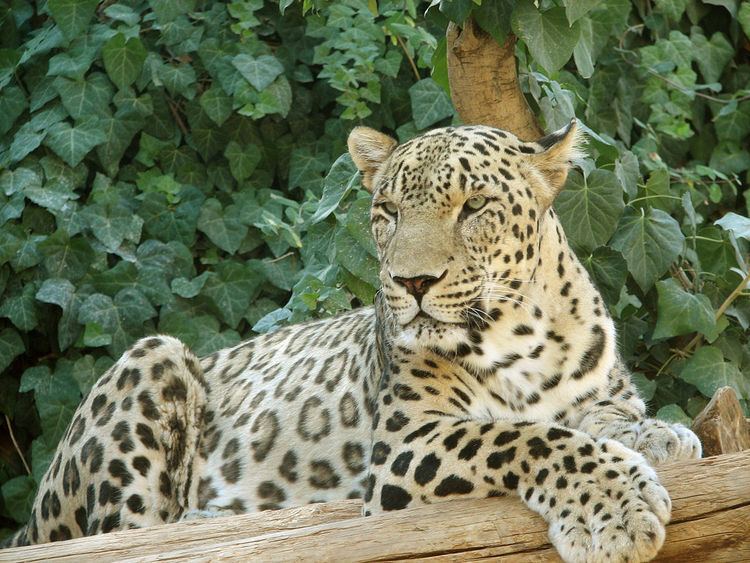 Persian leopard httpsuploadwikimediaorgwikipediacommonsthu