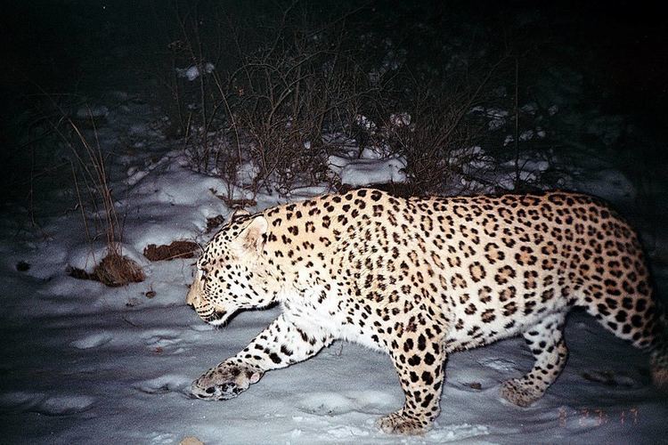 Persian leopard In Iran the Persian leopard39s last stand endangered Earth Touch