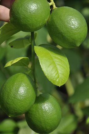 Persian lime Persian Lime Edible Landscaping