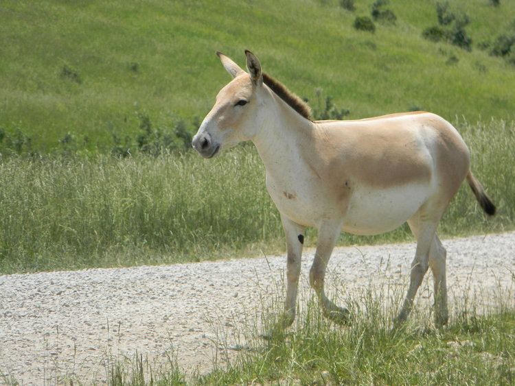 Persian onager Persian Onager by JameesPhotos on DeviantArt