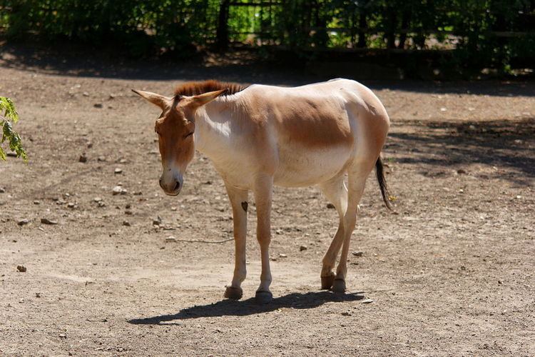Persian onager Onager Wikipedia