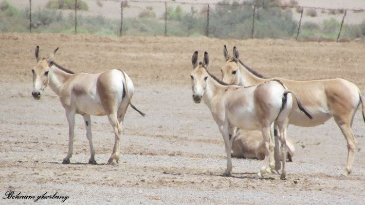 Persian onager persian onager ZooChat