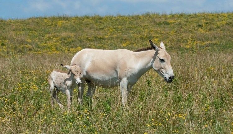Persian onager Global Impact Project