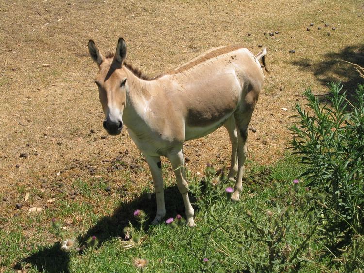 Persian onager httpswwwzoochatcomcommunitymediapersianon