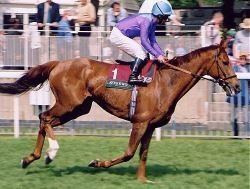 Persian Punch The Greatest Racehorses Ever