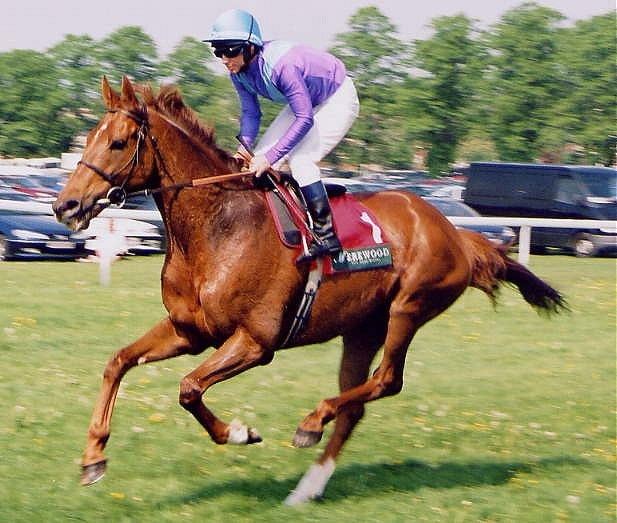 Persian Punch The Greatest Racehorses Ever