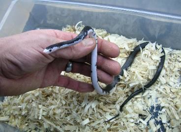 Persian ratsnake Persian Rat Snake Care Exclusive Snakes