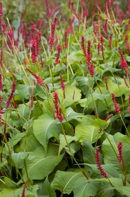 Persicaria RHS advice amp tips on garden amp indoor plants Plant finder