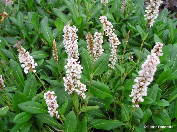 Persicaria affinis Persicaria affinis 39Superba39 Penlan Perennials Nursery