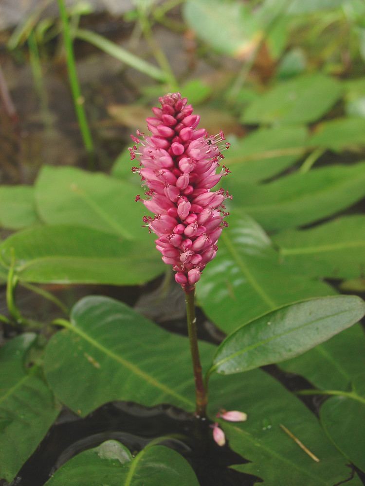 Persicaria amphibia Persicaria amphibia water smartweed Go Botany