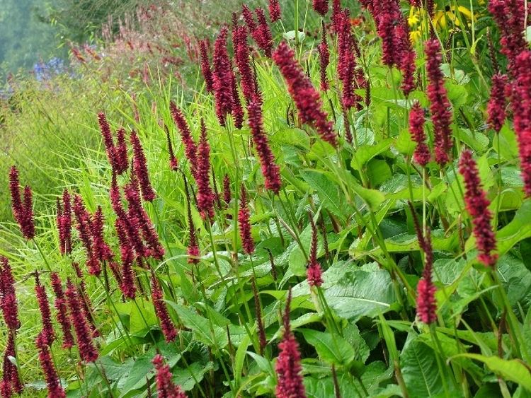 Persicaria amplexicaulis 1000 images about PERSICARIA renoues smartweed bistort