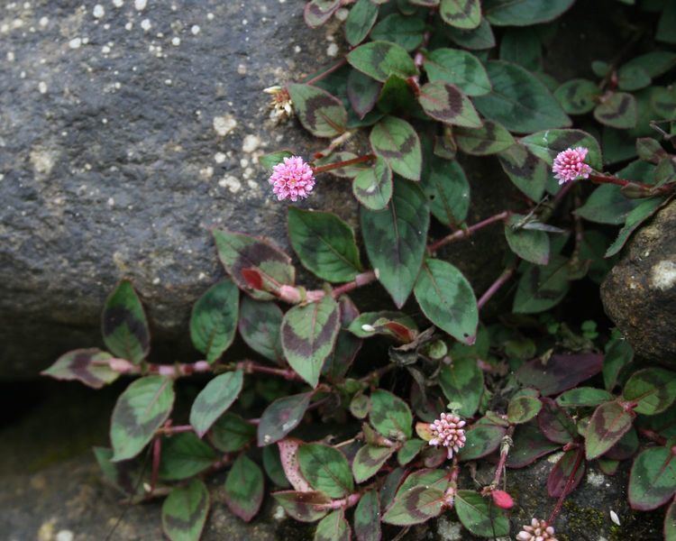 Persicaria capitata FilePersicaria capitata 1jpg Wikimedia Commons