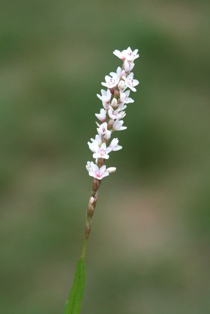 Persicaria hydropiperoides Persicaria Hydropiperoides Related Keywords amp Suggestions