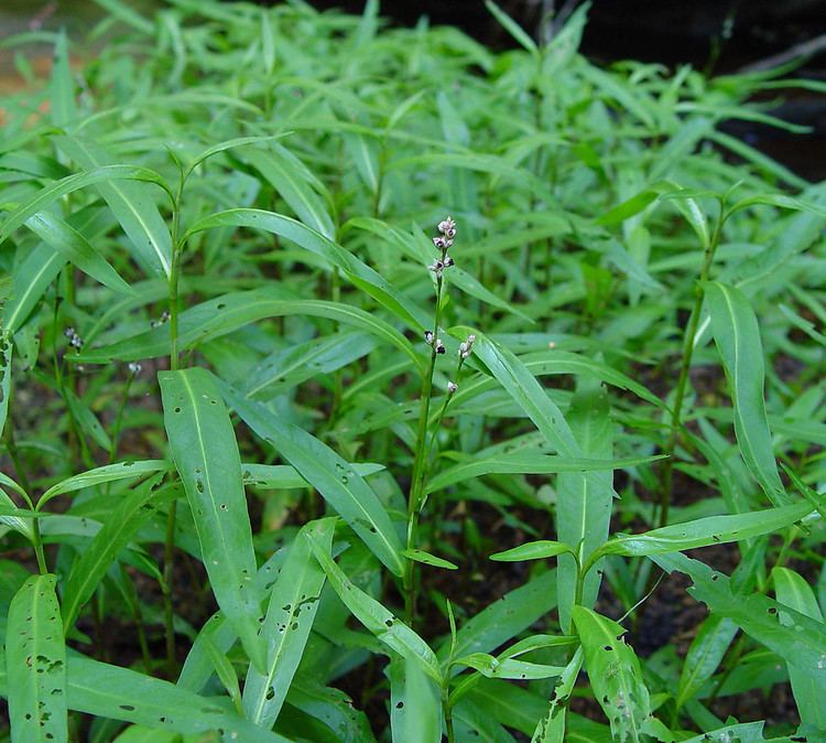 Persicaria hydropiperoides Persicaria hydropiperoides false waterpepper smartweed Go Botany