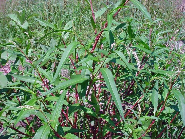Persicaria lapathifolia Vascular Plants of the Gila Wilderness Persicaria lapathifolia