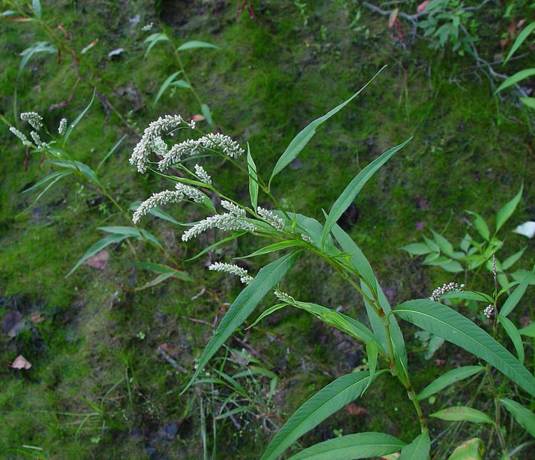 Persicaria lapathifolia Persicaria lapathifolia dockleaved smartweed Go Botany
