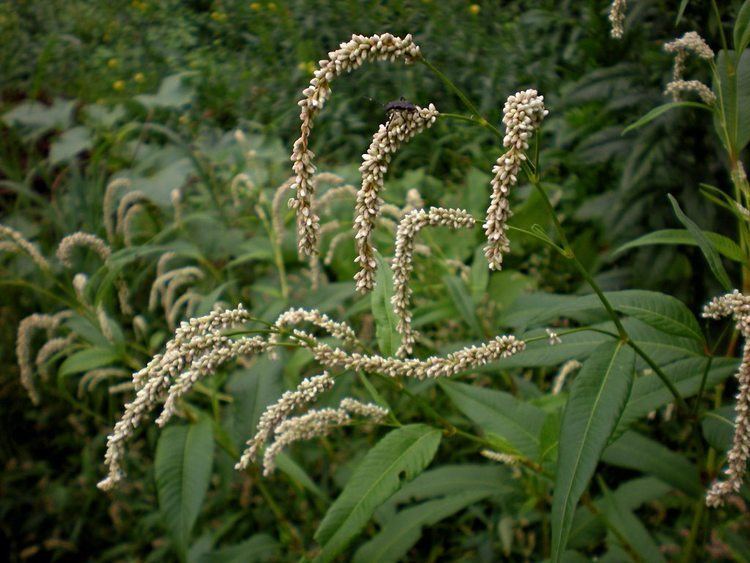 Persicaria lapathifolia Pale Smartweed Persicaria lapathifolia Flora Pittsburghensis