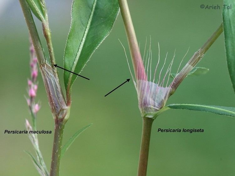 Persicaria maculosa Persicaria maculosa lady39sthumb smartweed Go Botany