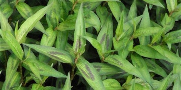 Persicaria odorata Vietnamese Coriander Plant Guide Lifestyle HOME