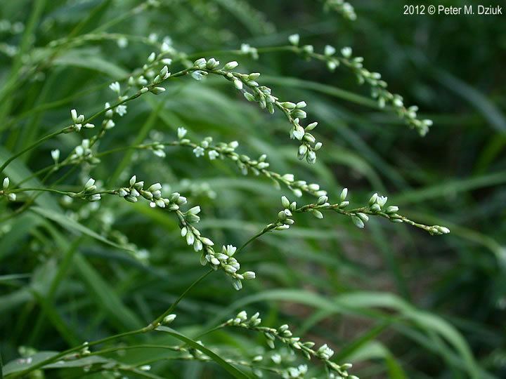 Persicaria punctata Persicaria punctata Dotted Smartweed Minnesota Wildflowers