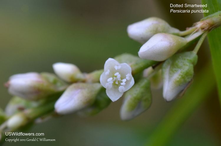 Persicaria punctata US Wildflower Dotted Smartweed Dotted Knotweed Water Smartweed