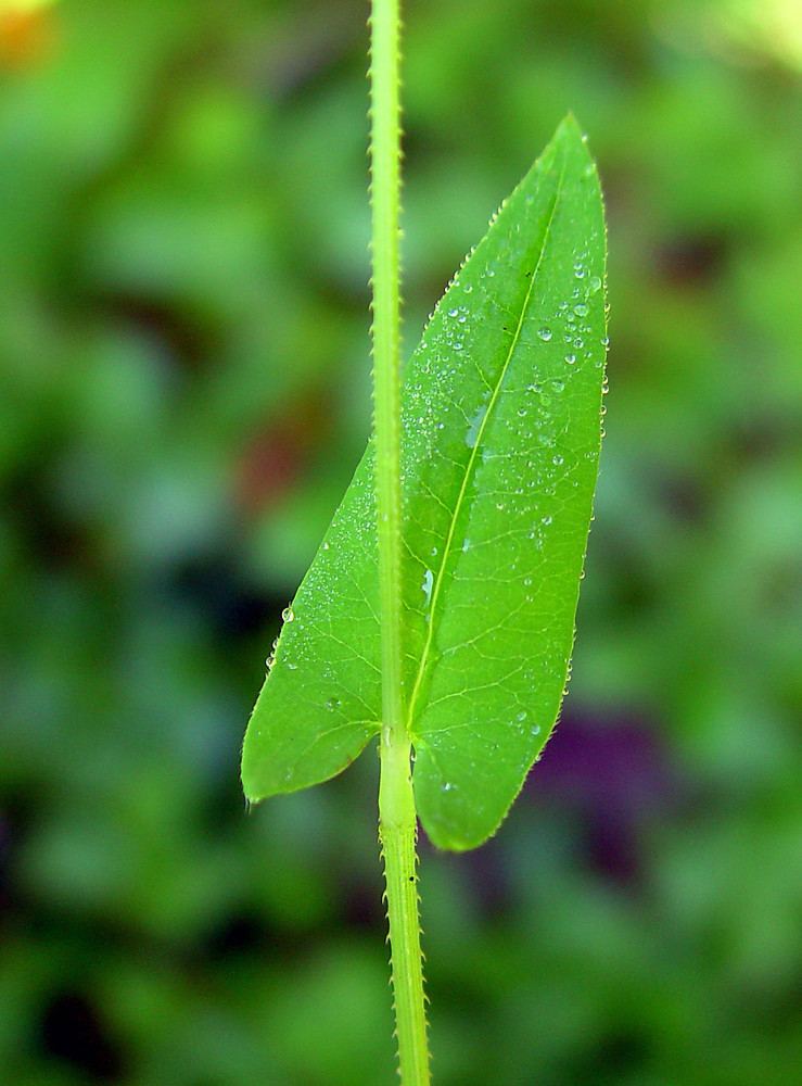 Persicaria sagittata Persicaria sagittata arrowleaved tearthumb Go Botany
