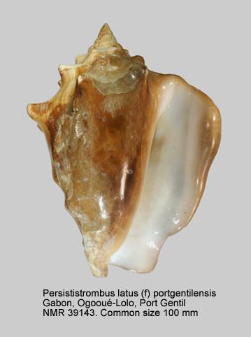 Persististrombus latus HomeNATURAL HISTORY MUSEUM ROTTERDAM Mollusca Gastropoda