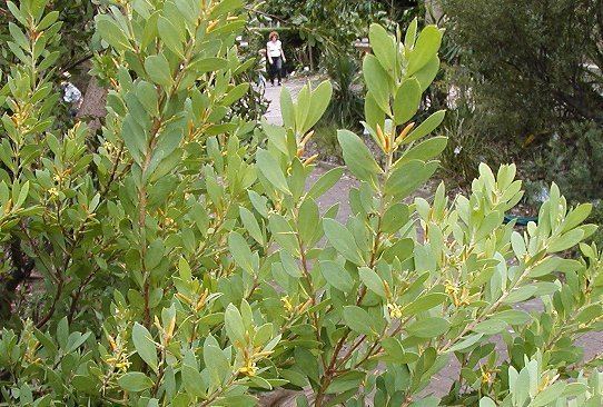 Persoonia Persoonia lanceolata Wikipedia