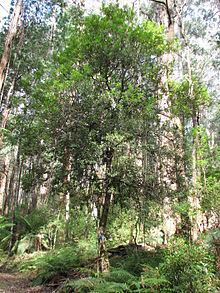 Persoonia arborea httpsuploadwikimediaorgwikipediacommonsthu